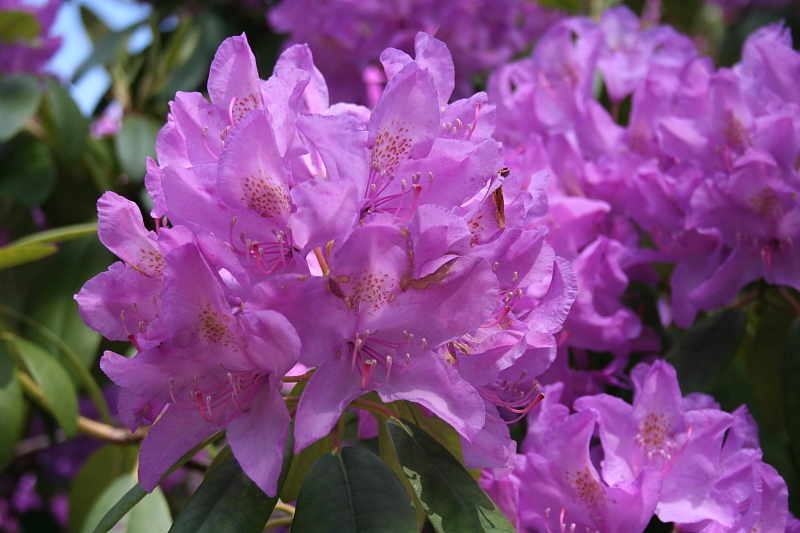 Rhododendron